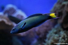 Mondsicheljunker (Thalassoma lunare) im Kölner Zoo