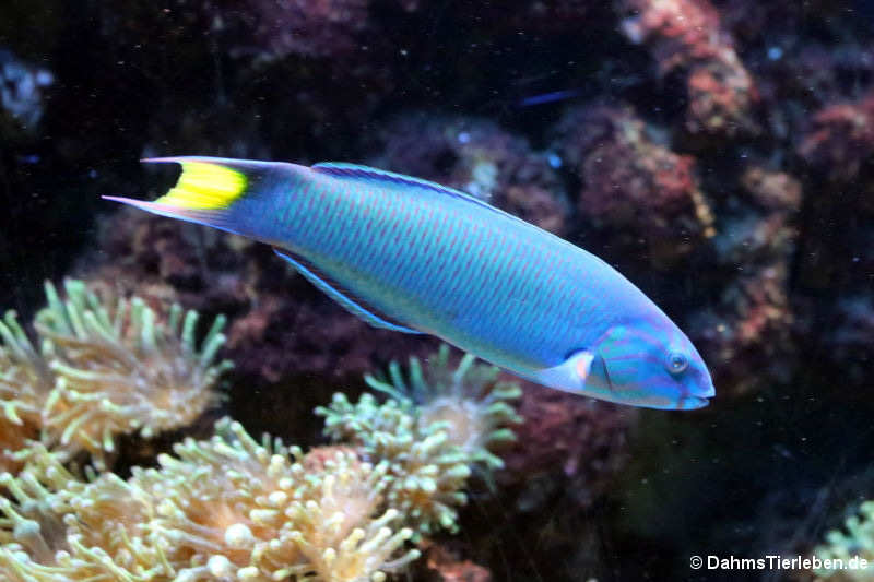 Mondsicheljunker (Thalassoma lunare)