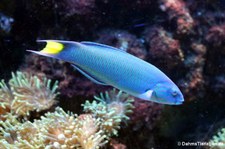 Mondsicheljunker (Thalassoma lunare) im Kölner Zoo