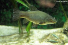 Schleie (Tinca tinca) im Kölner Zoo