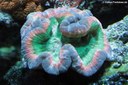 Trachyphyllia geoffroyi