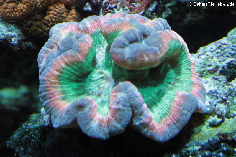 Wulstkoralle (Trachyphyllia geoffroyi)