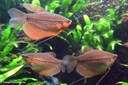 Trichopodus leerii