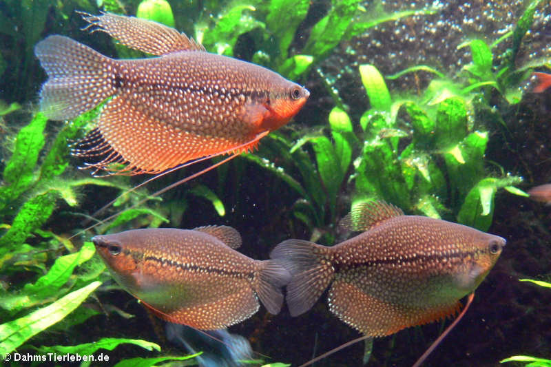 Mosaik-Fadenfische (Trichogaster leerii)
