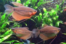 Mosaikfadenfisch (Osphronemus goramy) im Kölner Zoo