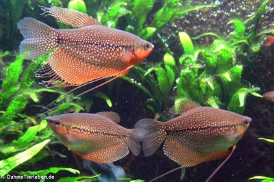 Mosaik-Fadenfische (Trichogaster leerii)