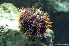 Pfaffenhut-Seeigel (Tripneustes gratilla) im Kölner Zoo