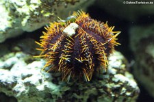 Pfaffenhut-Seeigel (Tripneustes gratilla) im Kölner Zoo