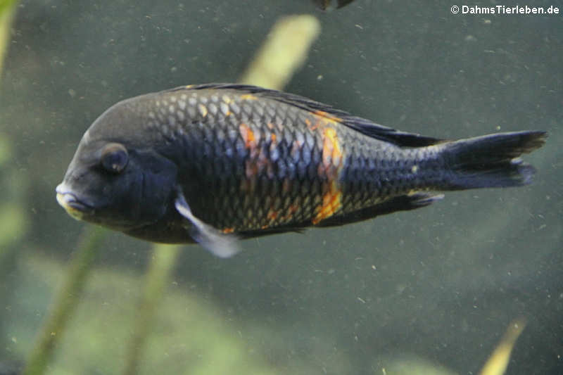 Tropheus moorii