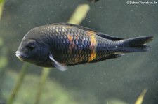 Brabantbuntbarsch (Tropheus moorii) im Kölner Zoo