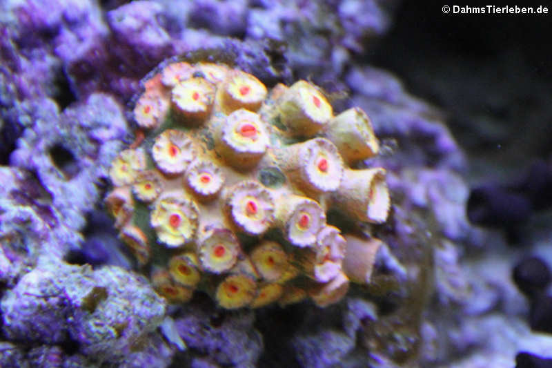 Orange-gelbe Kelchkoralle Tubastraea faulkneri-2