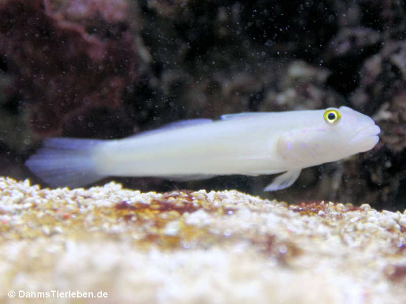 Sechspunkt-Schläfergrundel Valenciennea sexguttata-1