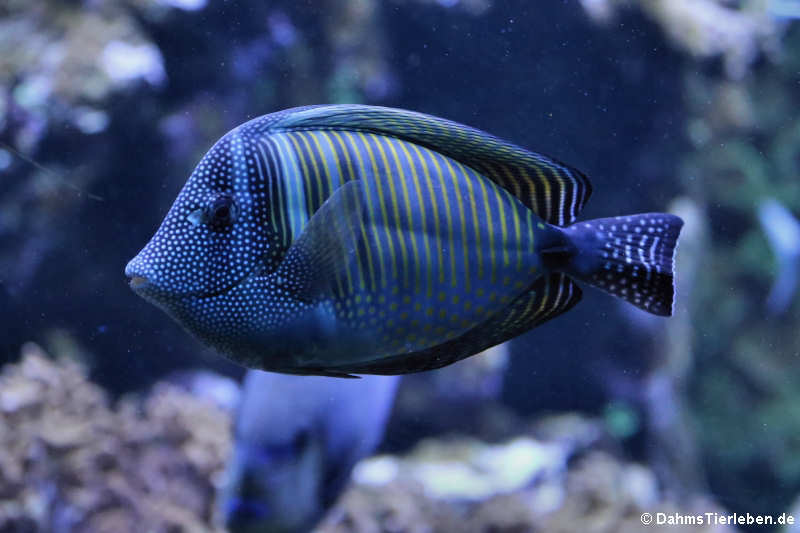 Zebrasoma desjardinii