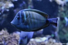 Indischer Segelflossendoktor (Zebrasoma desjardinii) im Kölner Zoo