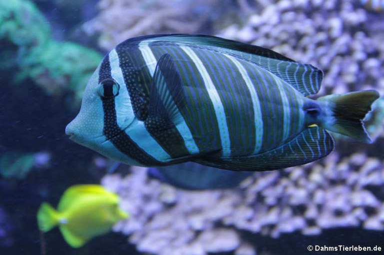 Zebrasoma desjardini