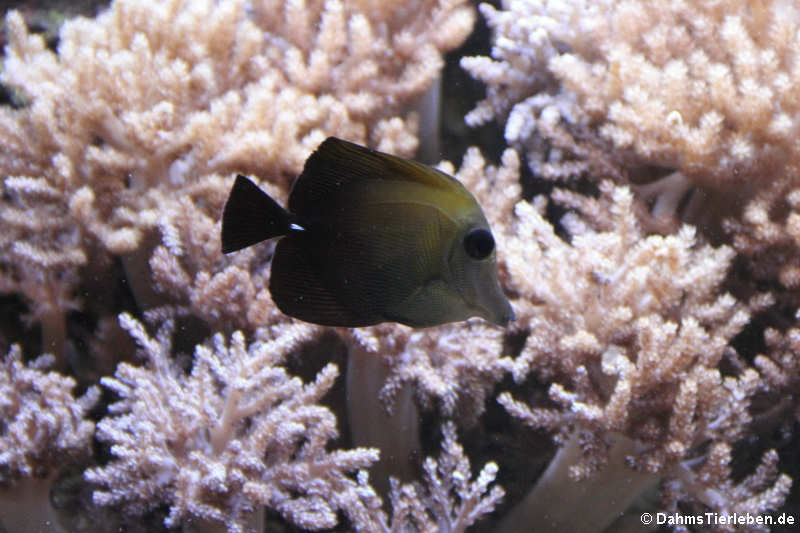 Weißdorn-Segelflossendoktor (Zebrasoma scopas)