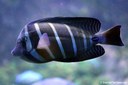 Zebrasoma velifer