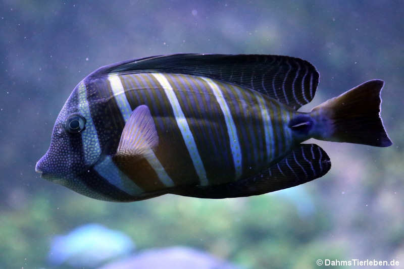 Zebrasoma velifer