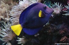 Blauer Segelflossendoktor (Zebrasoma xanthurum) im Kölner Zoo