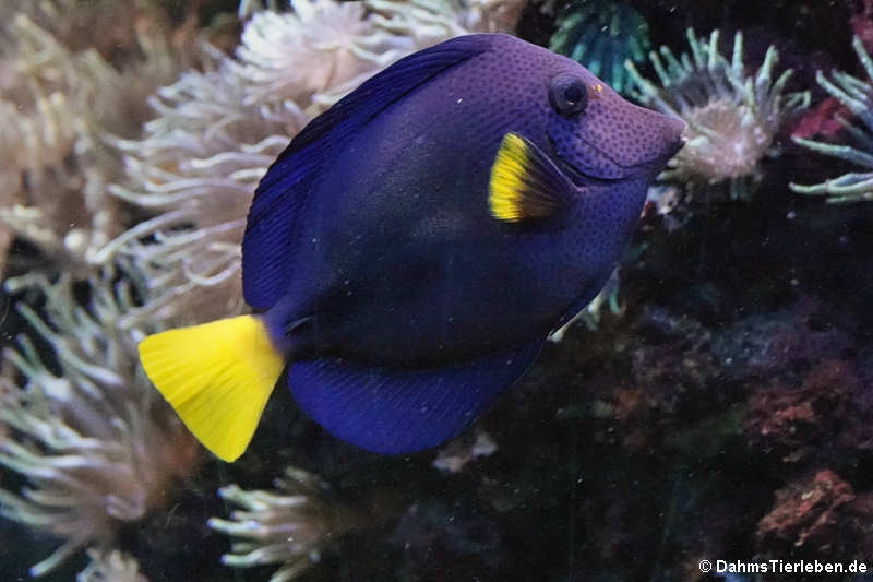 Blauer Segelflossendoktor (Zebrasoma xanthurum)