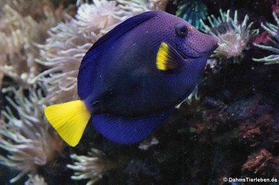Blauer Segelflossendoktor (Zebrasoma xanthurum)