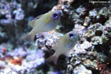 Fadenflossen-Kardinalbarsch (Zoramia leptacantha) im Kölner Zoo