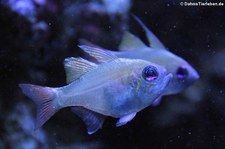 Fadenflossen-Kardinalbarsch (Zoramia leptacantha) im Kölner Zoo