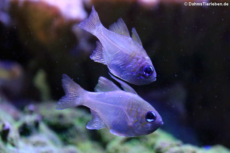 Fadenflossen-Kardinalbarsche (Zoramia leptacantha)