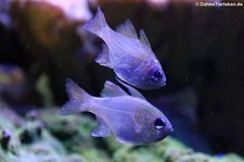 Fadenflossen-Kardinalbarsch (Zoramia leptacantha) im Kölner Zoo