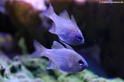 Fadenflossen-Kardinalbarsche (Zoramia leptacantha)