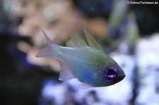 Fadenflossen-Kardinalbarsch (Zoramia leptacantha) im Kölner Zoo