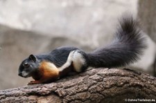 Sumatra-Prevosthörnchen (Callosciurus prevostii rafflesi) im Kölner Zoo