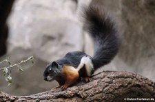 Sumatra-Prevosthörnchen (Callosciurus prevostii rafflesi) im Kölner Zoo