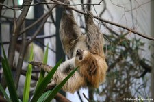 Zweifingerfaultier (Choloepus didactylus) im Kölner Zoo