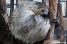 Zweifingerfaultier (Choloepus didactylus) im Kölner Zoo