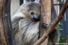 Zweifingerfaultier (Choloepus didactylus) im Kölner Zoo