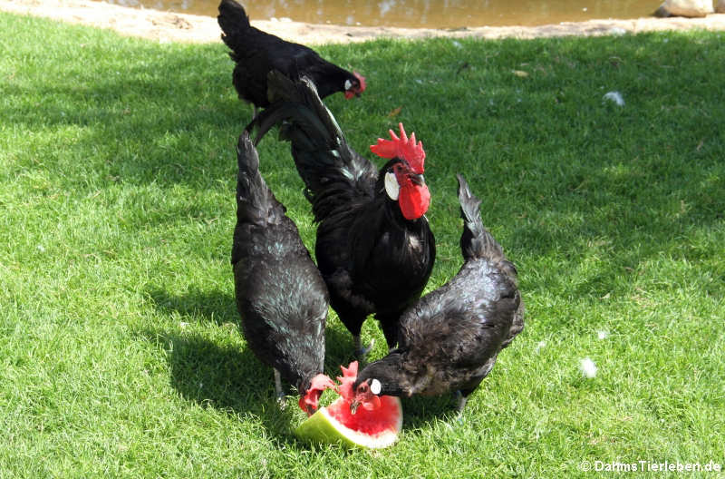 Bergischer Schlotterkamm-2