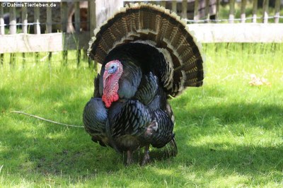 Bronzepute (Meleagris gallopavo f. domestica)