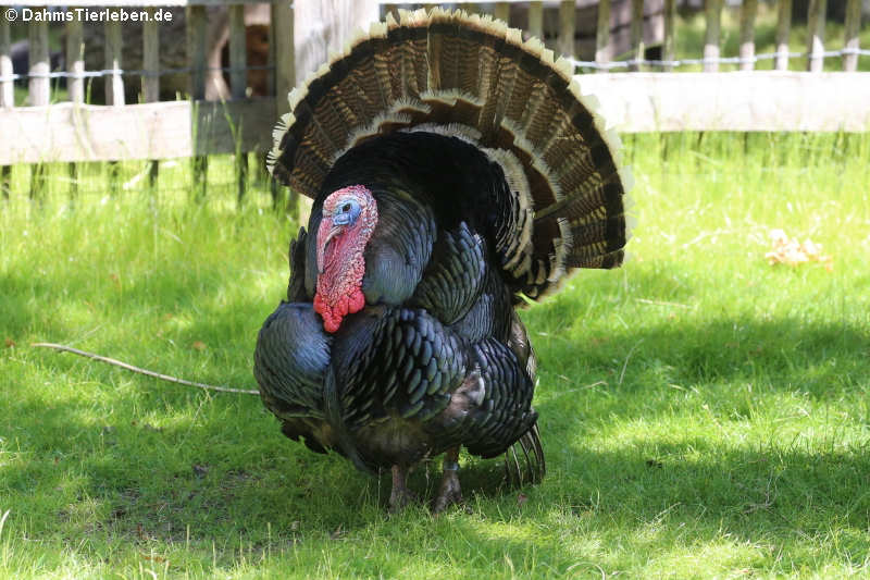 Bronzepute (Meleagris gallopavo f. domestica)