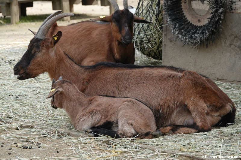 Bunte Deutsche Edelziegen