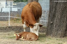 Simmentaler Fleckvieh im Kölner Zoo