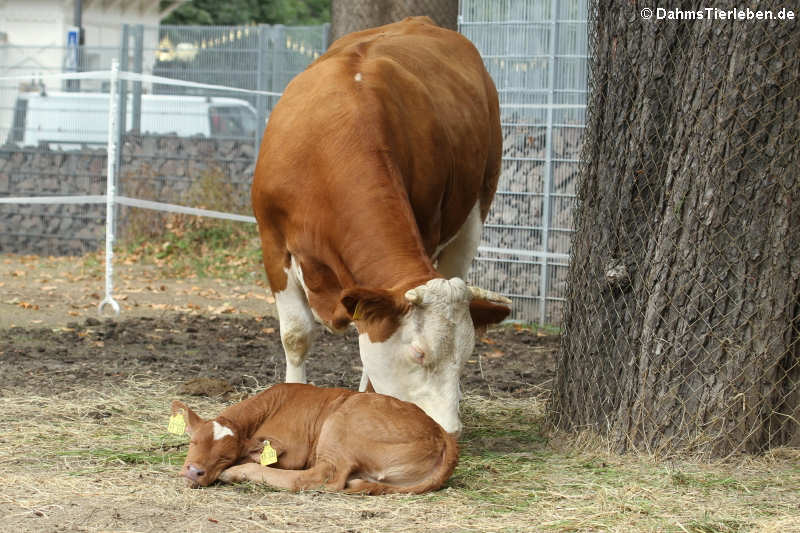 Simmentaler Fleckvieh