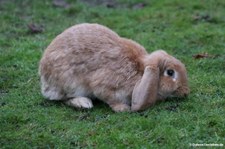 Meißner Widder (Oryctolagus cuniculus f. domestica) im Kölner Zoo