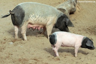 Schwäbisch-Hällische Landschweine (Sus scrofa f. domestica)