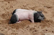 Schwäbisch-Hällisches Landschwein-1