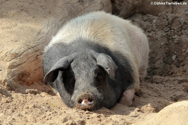 Schwäbisch-Hällisches Landschwein