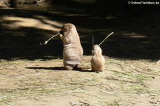 Schwarzschwanz-Präriehund (Cynomys ludovicianus) im Kölner Zoo