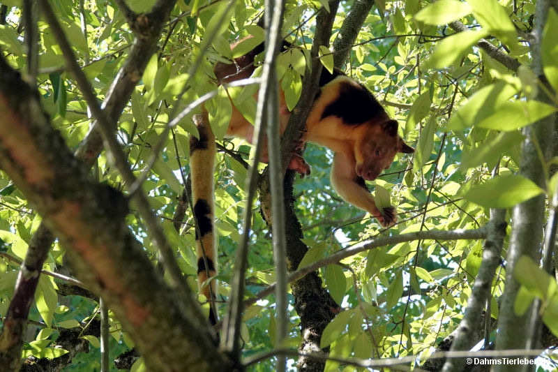 Dendrolagus goodfellowi buergersi