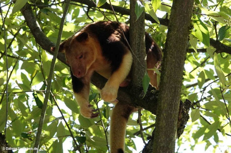 Dendrolagus goodfellowi buergersi