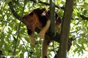 Dendrolagus goodfellowi buergersi